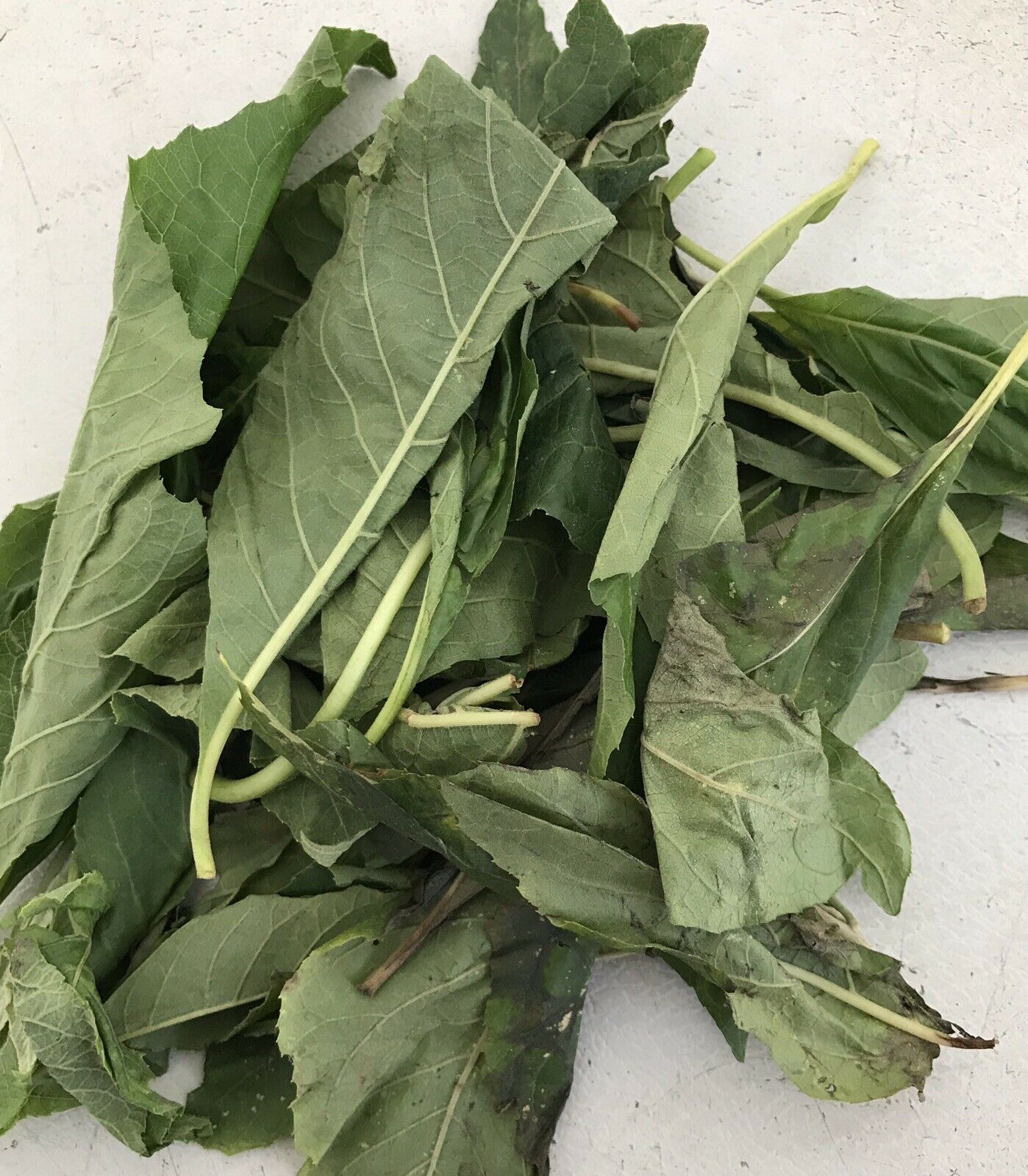 fresh-bitterleaf-organic-quality-fresh-vegetable-plucked-from-stem