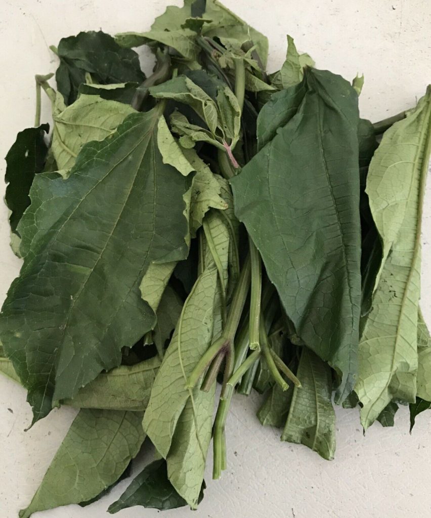 FRESH UGU LEAVES – Organic. Quality. Fresh Vegetable Plucked From Stem.