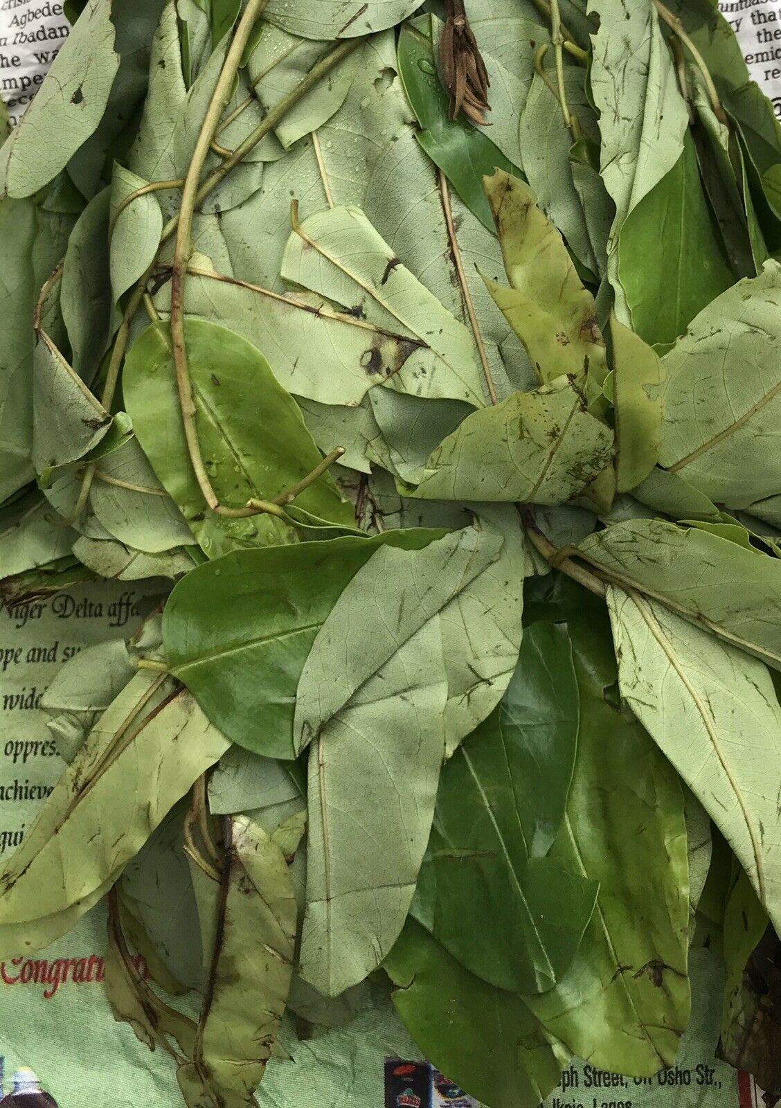 OHA LEAVES – Frozen Fresh Oha Leaves for Oha Soup