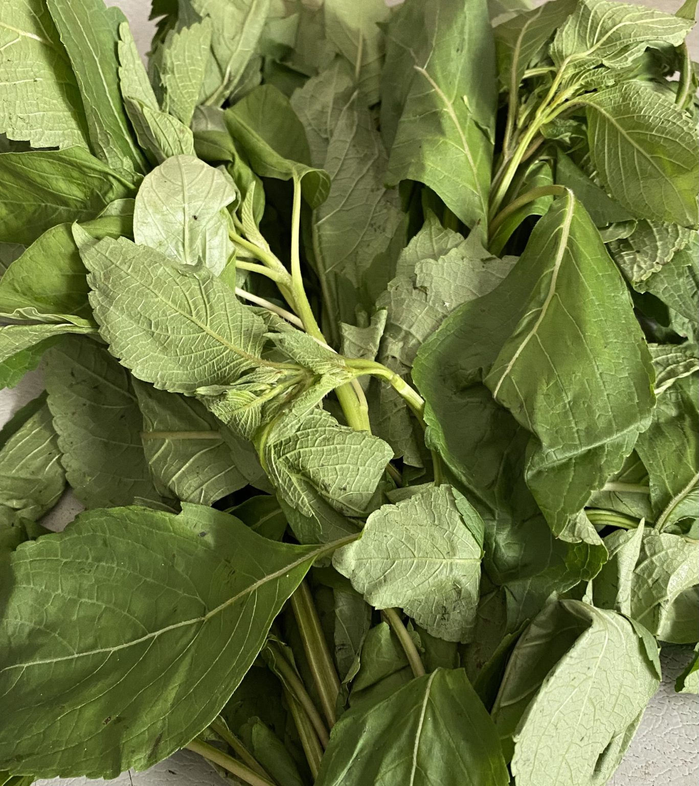 fresh-scent-leaves-freshly-cut-scentleaf-with-stem